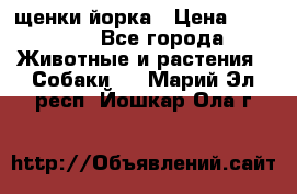 щенки йорка › Цена ­ 15 000 - Все города Животные и растения » Собаки   . Марий Эл респ.,Йошкар-Ола г.